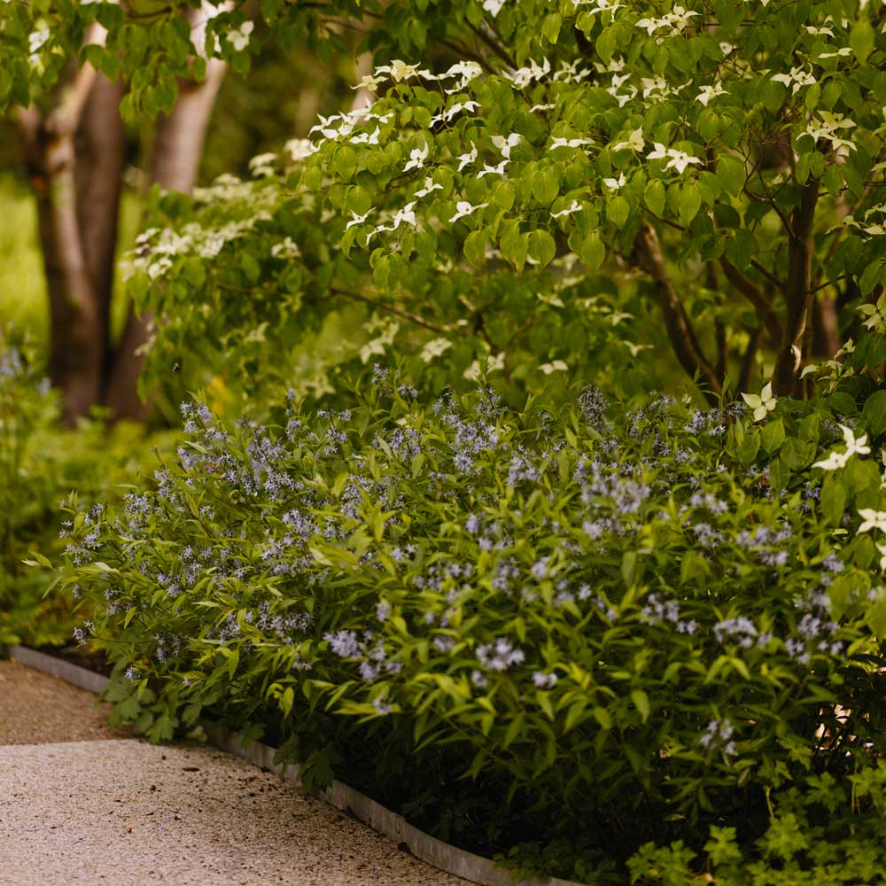 Various flowering plants are pictured in a flower bed next to a path.