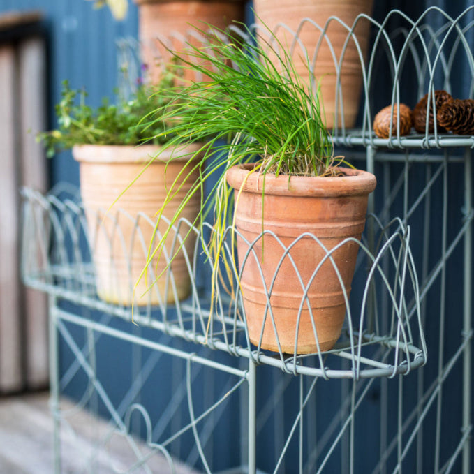 Terracotta pots with plants on a metal plant stand against a blue wall.
