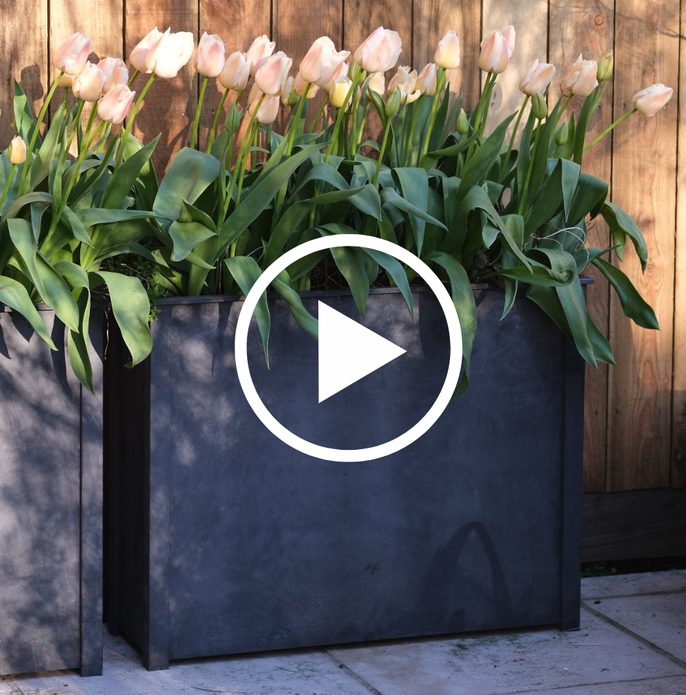 Black planter with pink tulips against a wooden fence