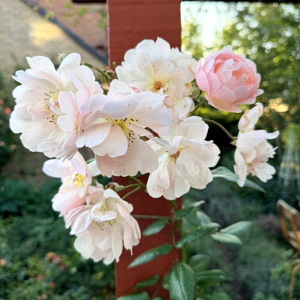 Closeup image of several white and pink flower heads in front of a garden scene. 