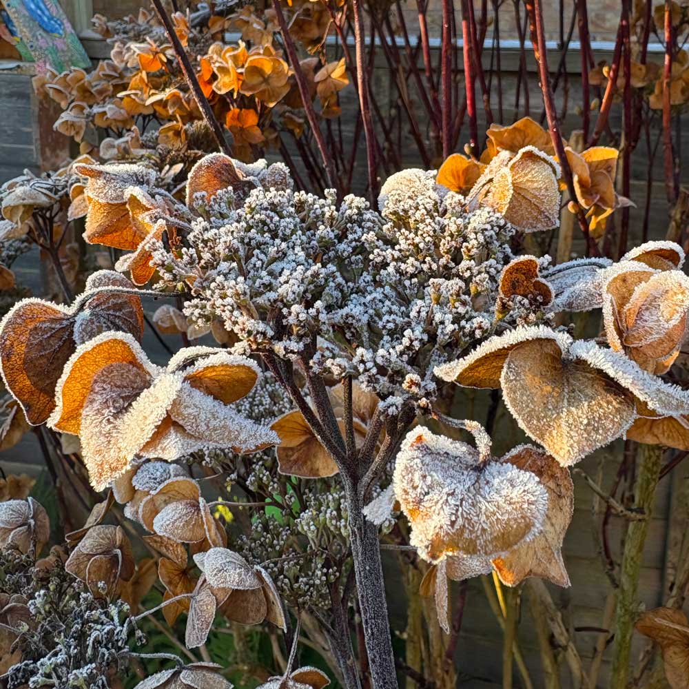 garden plant covered in frost on a sunny day