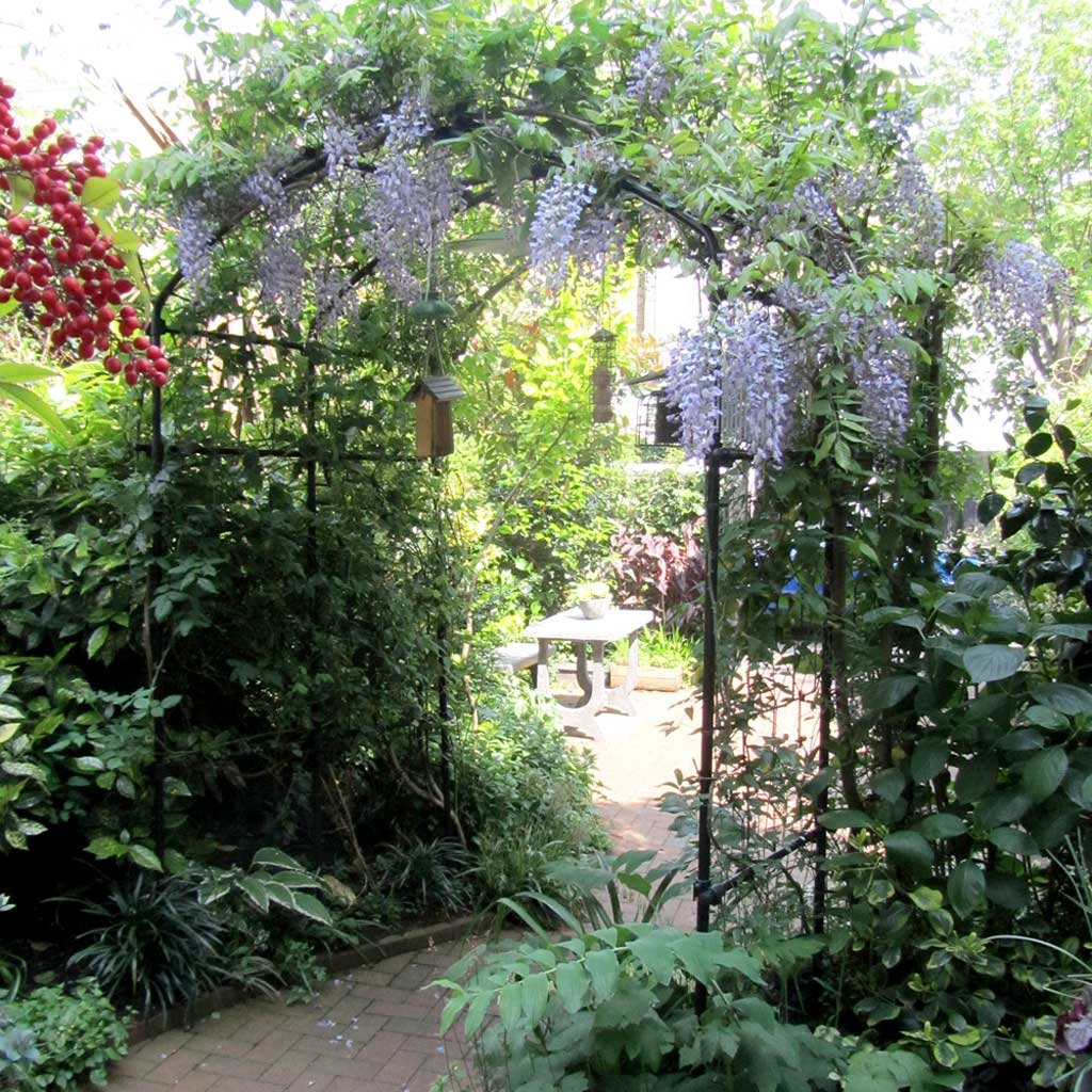 Wisteria growing on Vine Arch