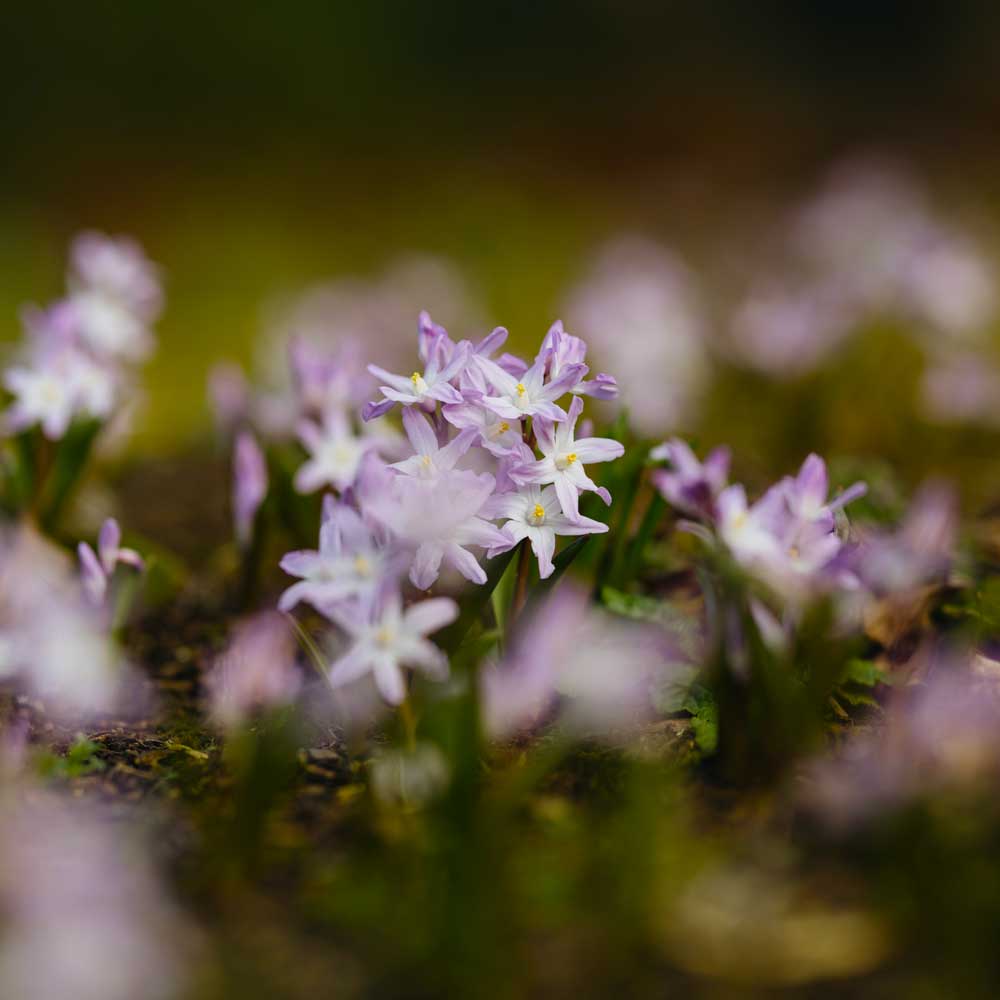 A patch of wood anemone in a flower bed.