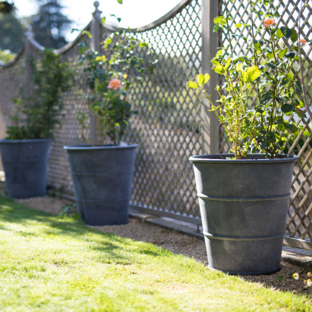 Three zinc hooped planters in a row on the border of a lawn. 