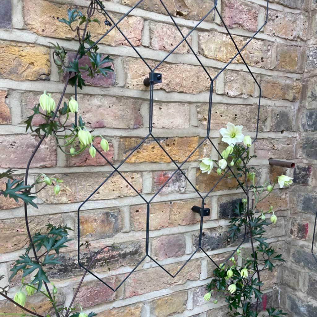 Geometric metal trellis with climbing plants against a brick wall