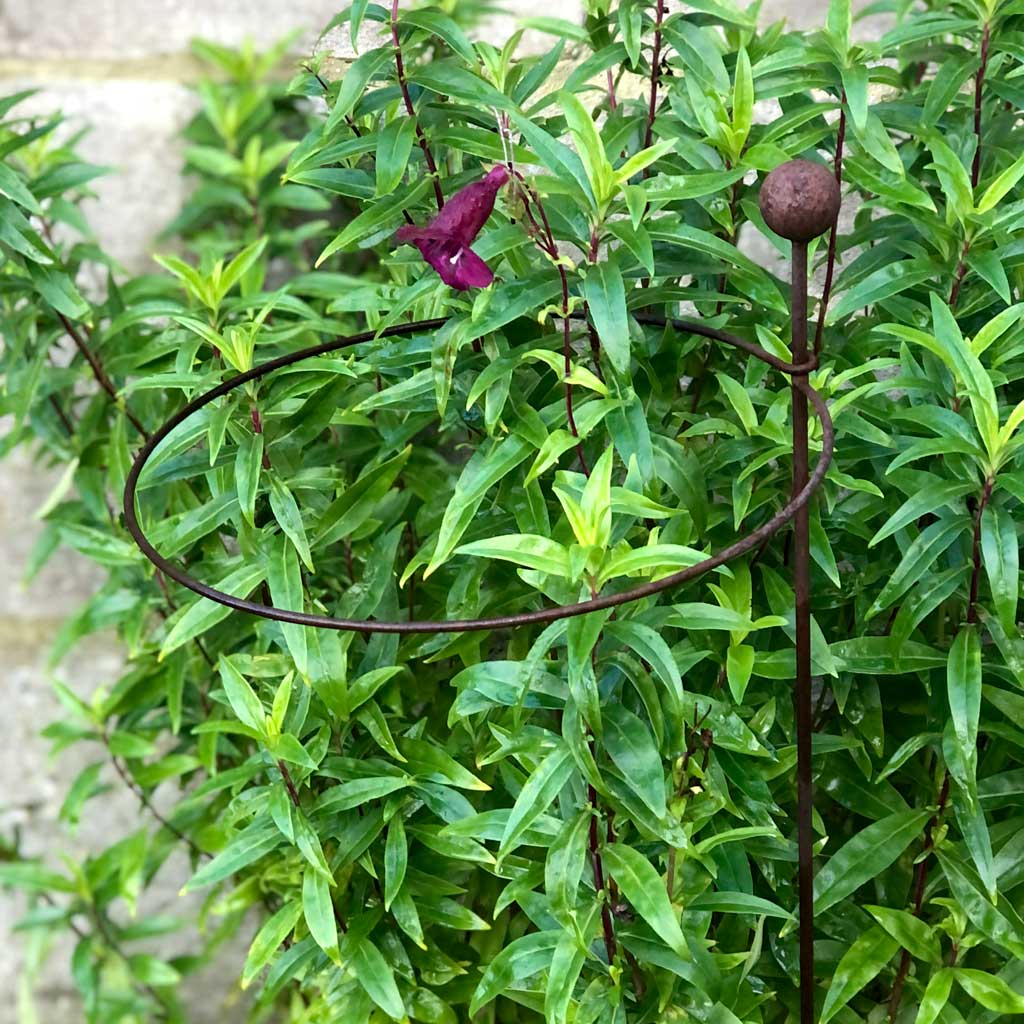 Elegance Hooped Plant Support in Rustic