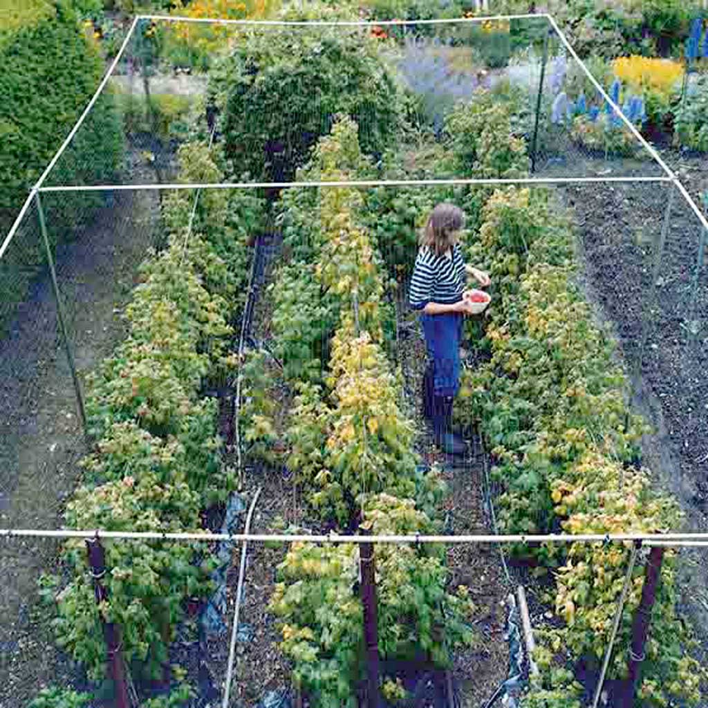 woman inside an Agriframes aluminium walk in fruit cage from a birds eye view