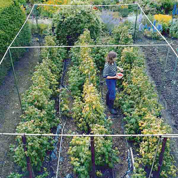woman inside an Agriframes aluminium walk in fruit cage from a birds eye view
