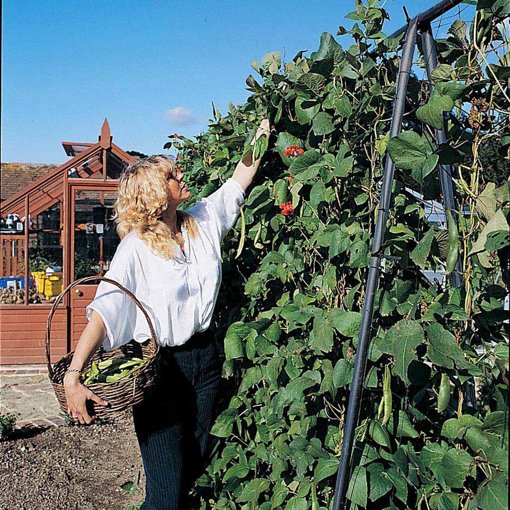 Agriframes Runner Bean Frame 