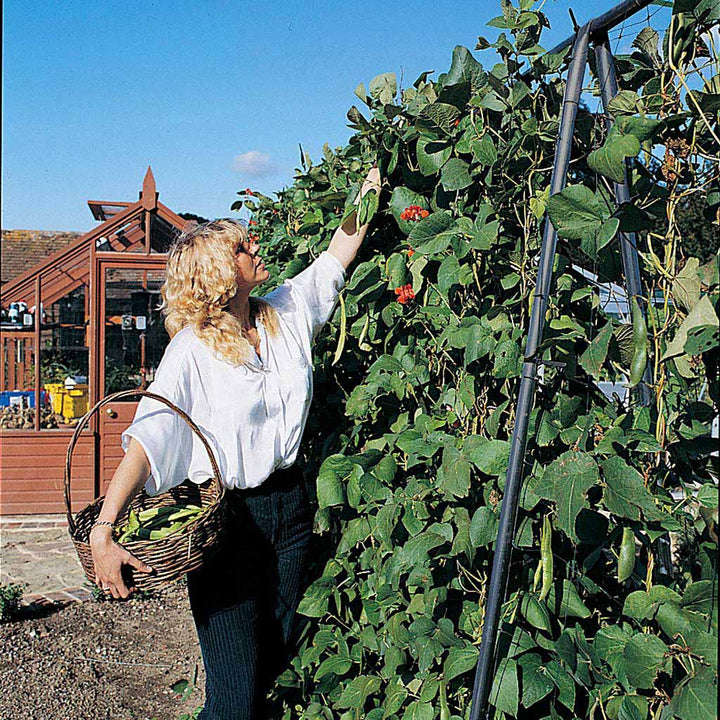 Agriframes Runner Bean Frame 