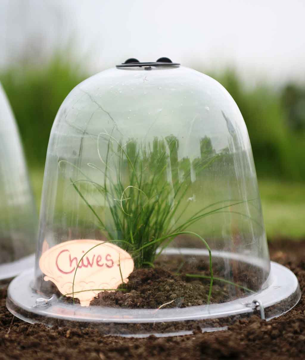 Agrifames Baby victorian Bell Cloche in Garden growing chives
