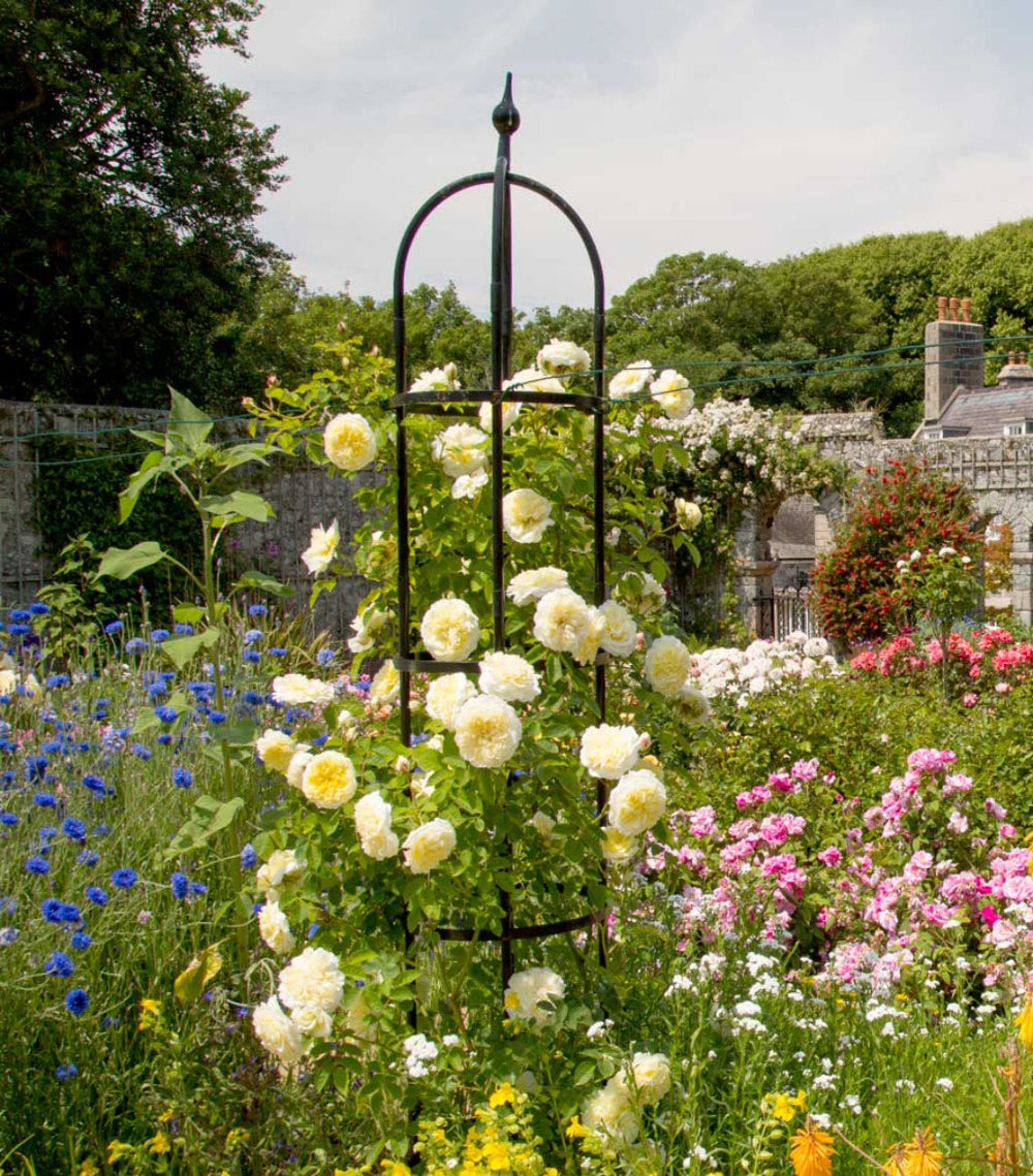 Agriframes classic obelisk with roses growing through it