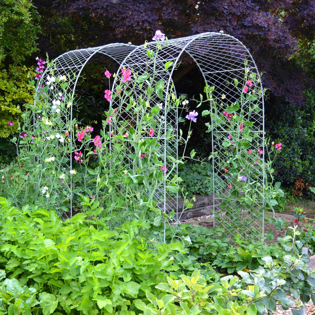 Agriframes Elegance Arch in a beautiful garden