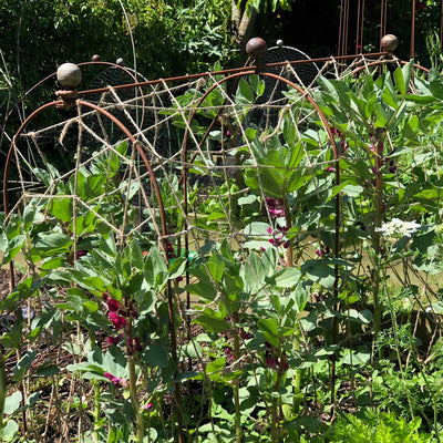 Elegance pea and bean hoops with round final in use in a garden 