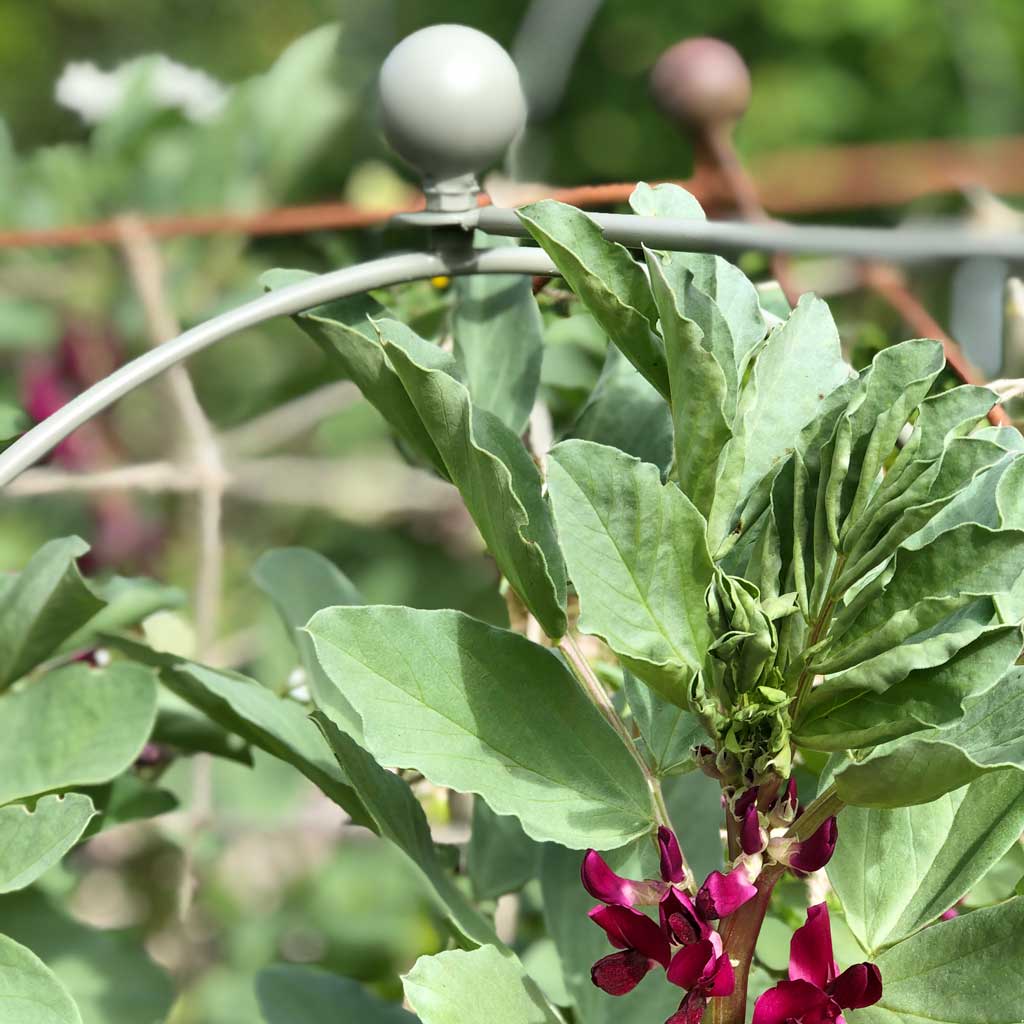 Elegance pea and bean hoops in a garden in use close up sage green 