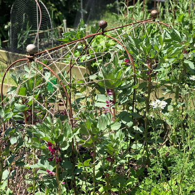 Elegance pea and bean hoops in use in a garden 2 