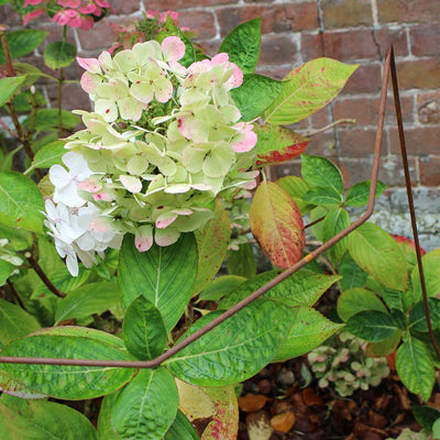 Elegance plant support rustic in use 