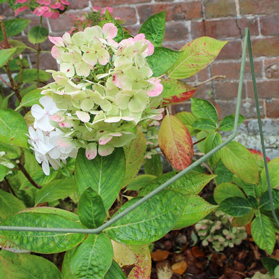 Elegance plant support