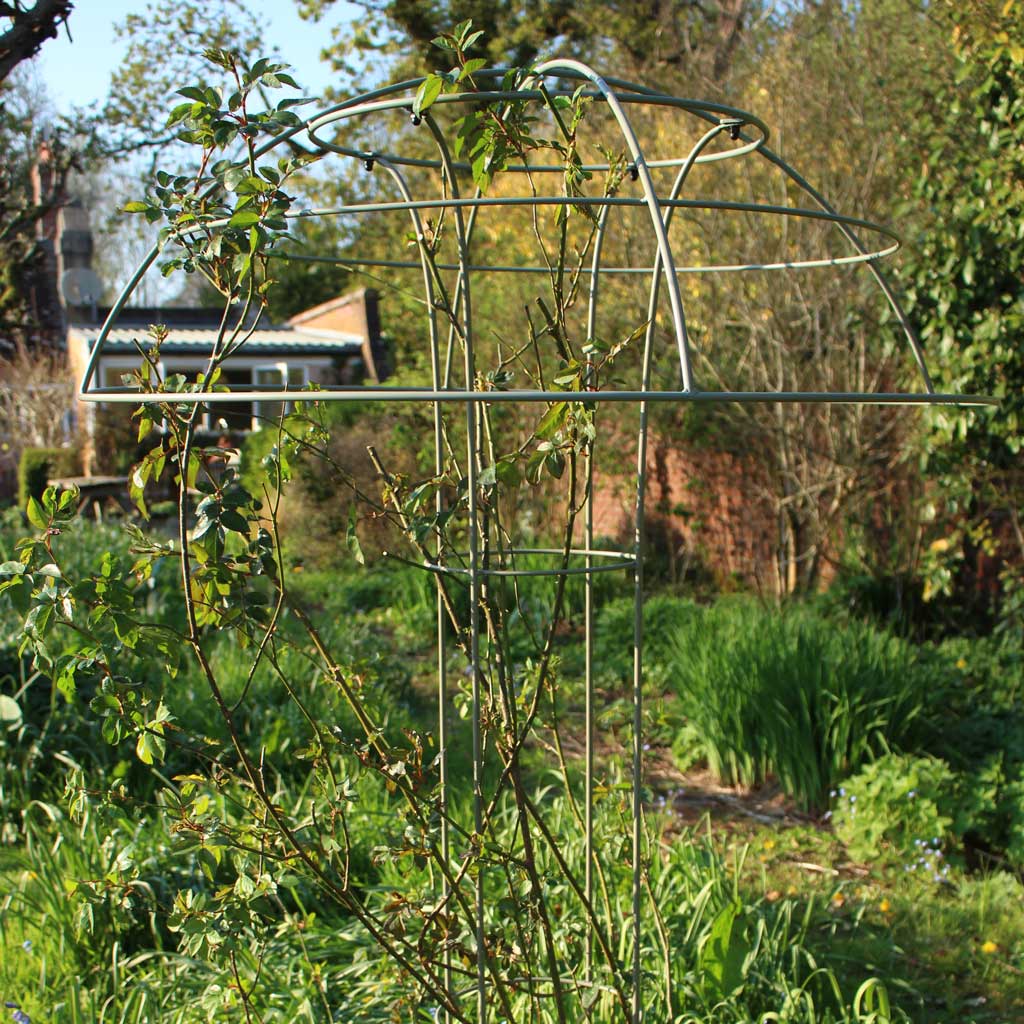 Umbrella Trellis Climbing Rose 15 Best Roses For Your Garden