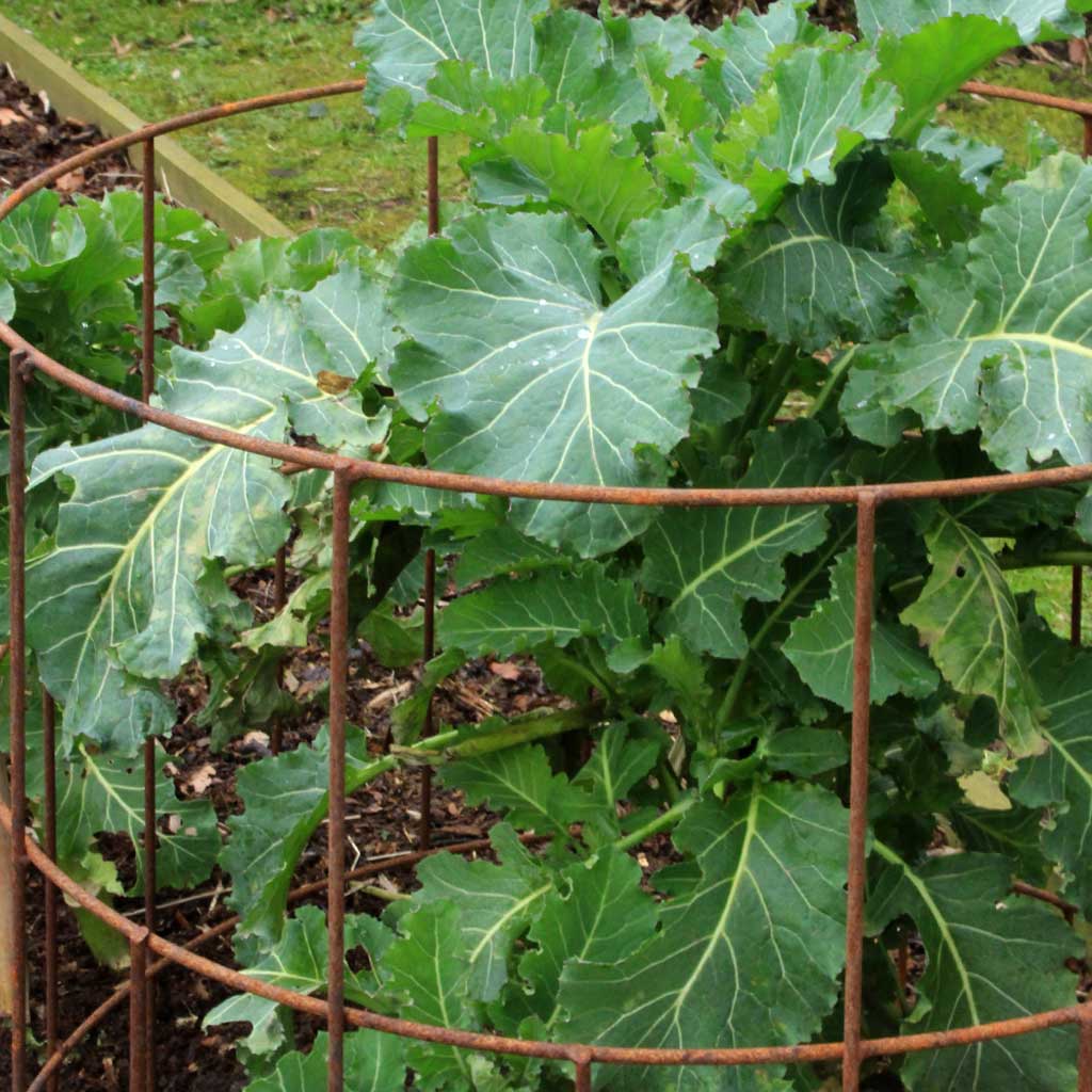 Elegance round plant support in use close up 