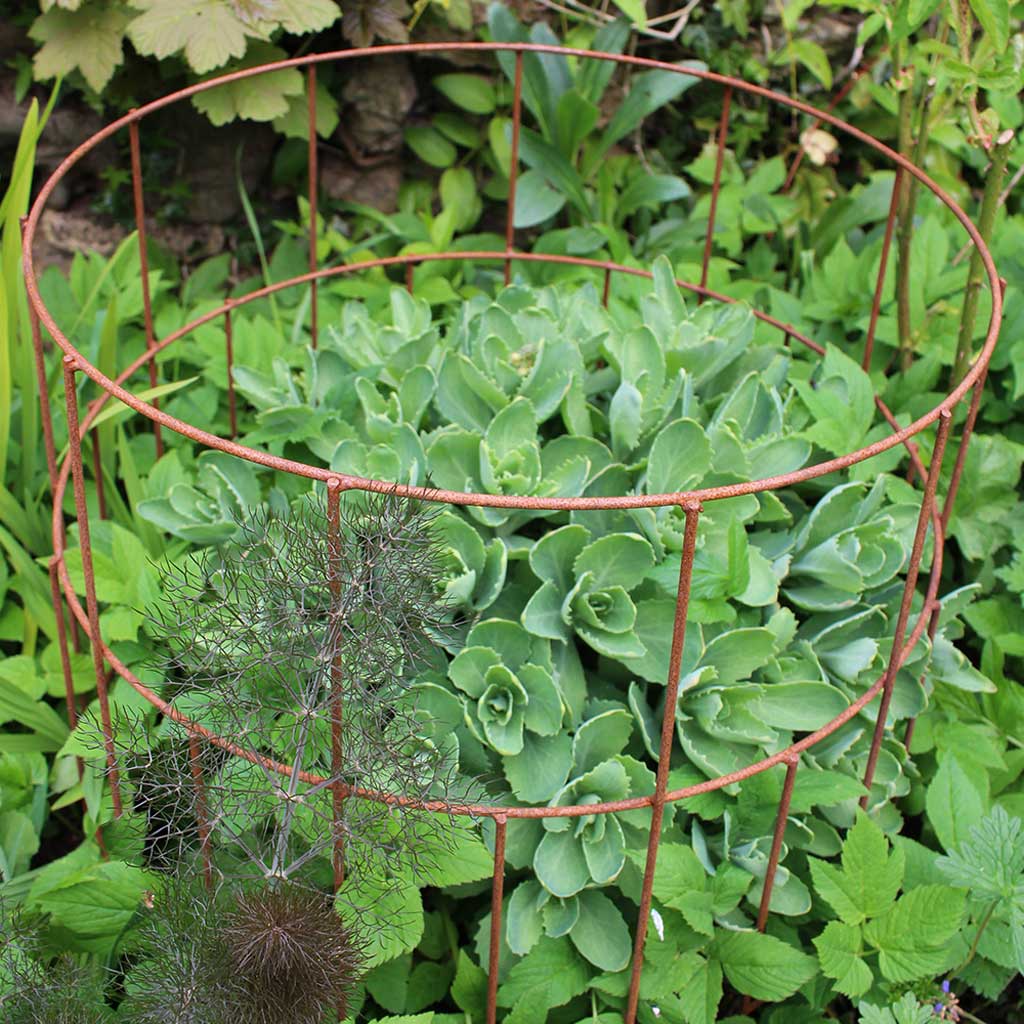 Root Support Frame Elegance Round Plant Support | Plant Frames And Supports | Agriframes