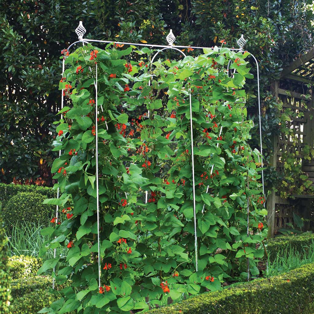 Elegance runner bean frame in sage green example 