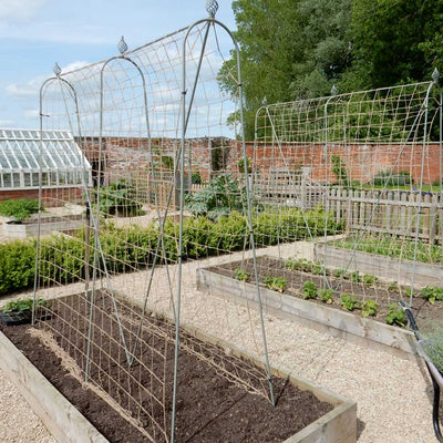 elegance runner bean frame newly installed in a garden 