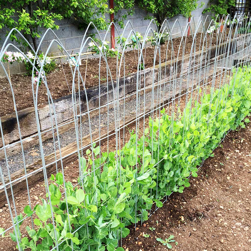 Elegance pea frame om ise 