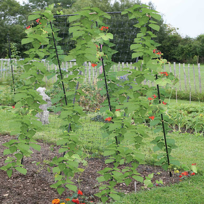 Sweet Pea Frame