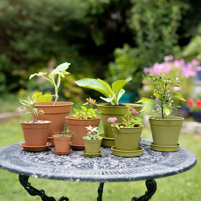 Bamboo Pots and Saucers-  group - agriframes