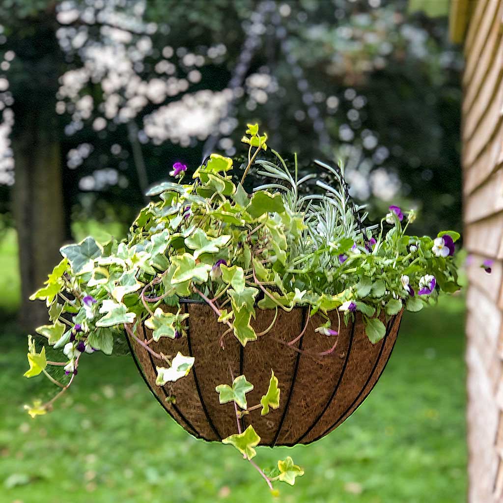 York Hanging Basket