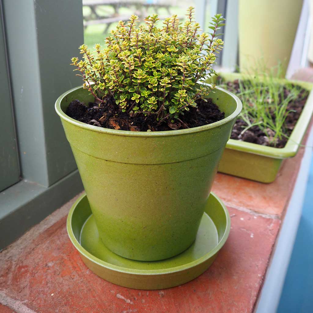 bamboo plant pots uk Bamboo Pots and Saucers | Pots & Planters