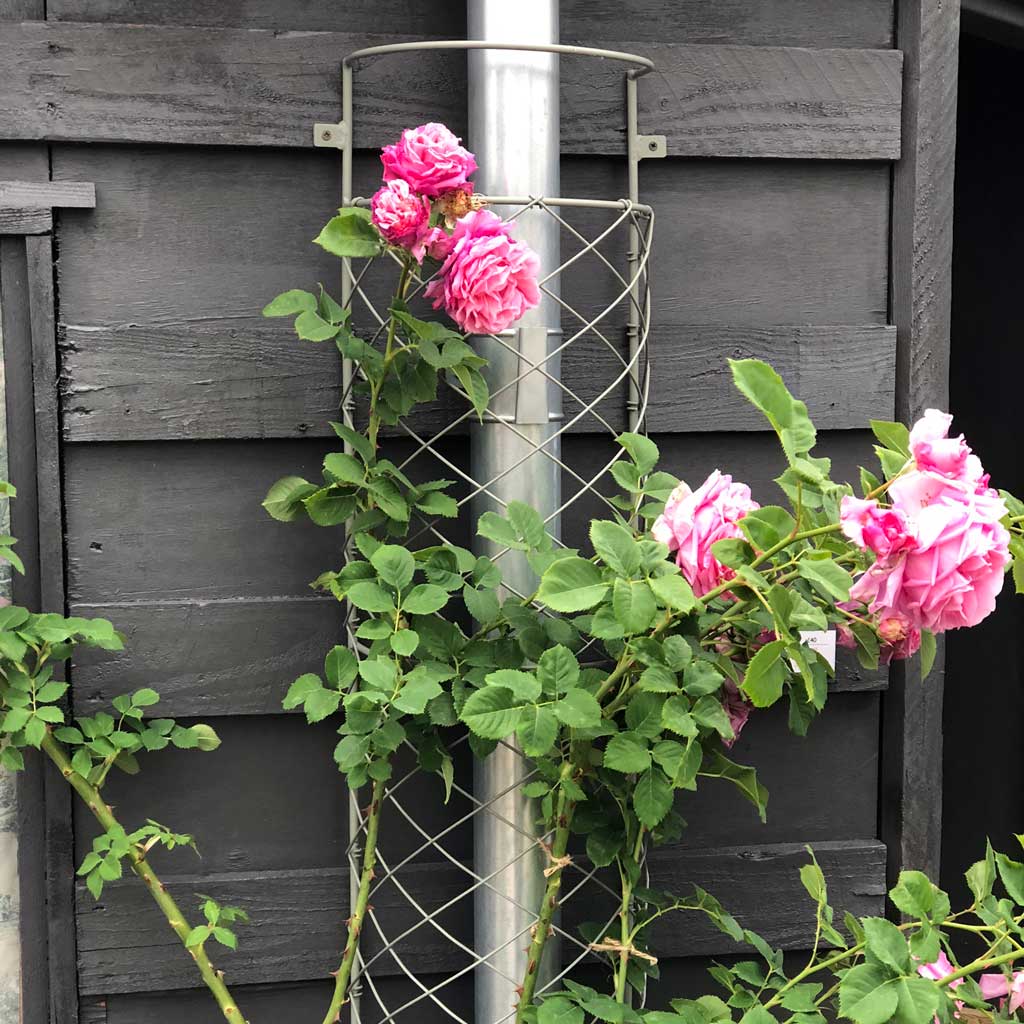 Elegance Drainpipe Cover- in use with flowers wider- agriframes