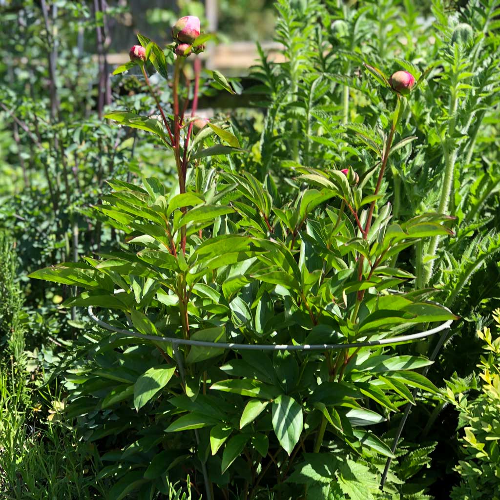 Elegance Peony Support