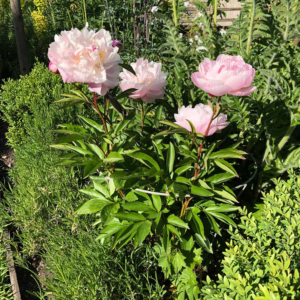 Elegance Peony Support