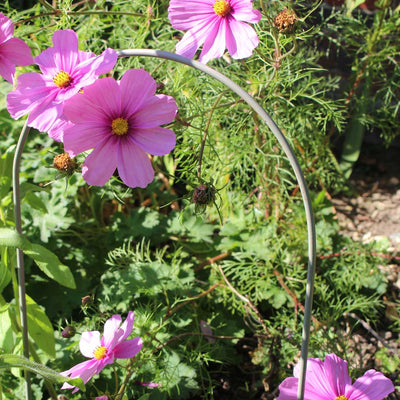 Boarder hoops in use in a garden pink flower 