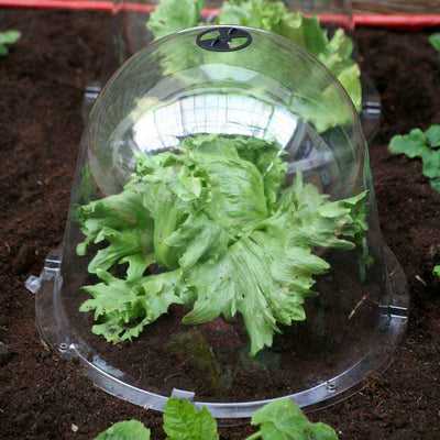 Agriframes King Size Victorian Bell Cloche in garden 