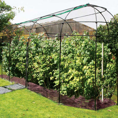 Long Narrow Fruit Cage with Zip Net- wide in use- agriframes