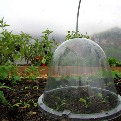 Agriframes original victorian bell cloche in a greenhouse 