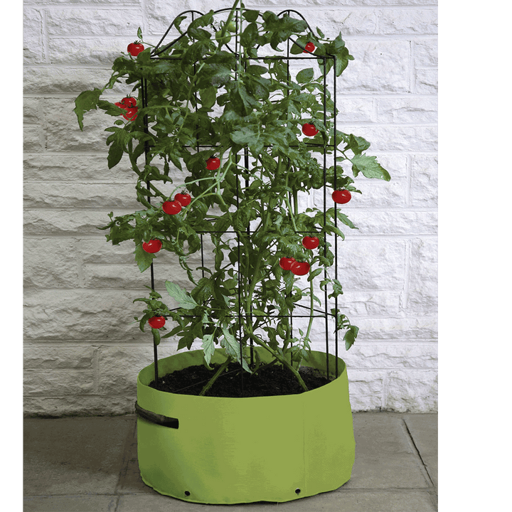 Tomato (Climbing) Patio Planter