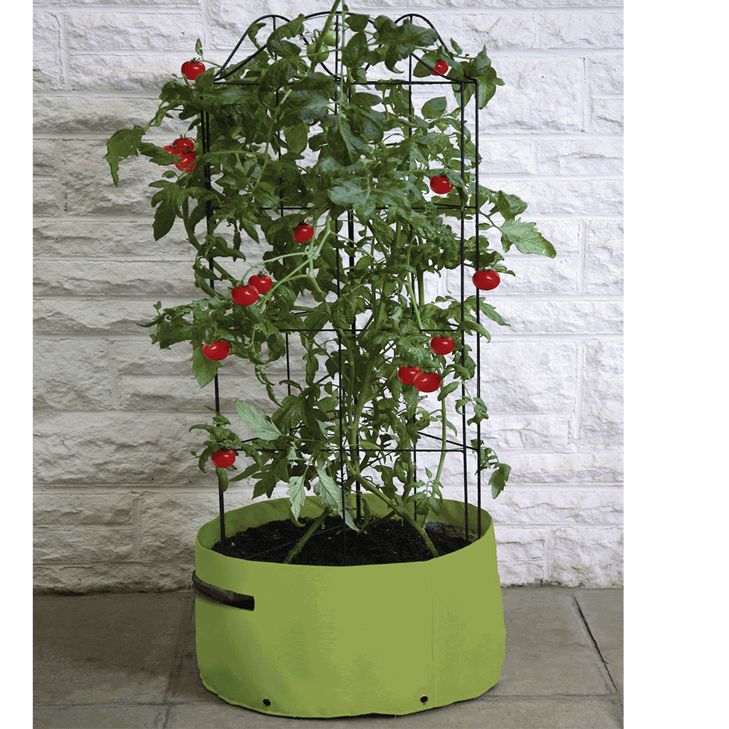 Tomato (Climbing) Patio Planter