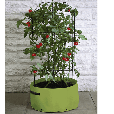 Tomato (Climbing) Patio Planter