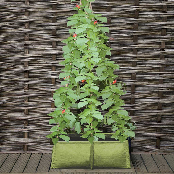 Pea & Bean Patio Planter
