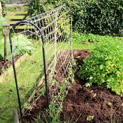 pea and bean hoops side shot 