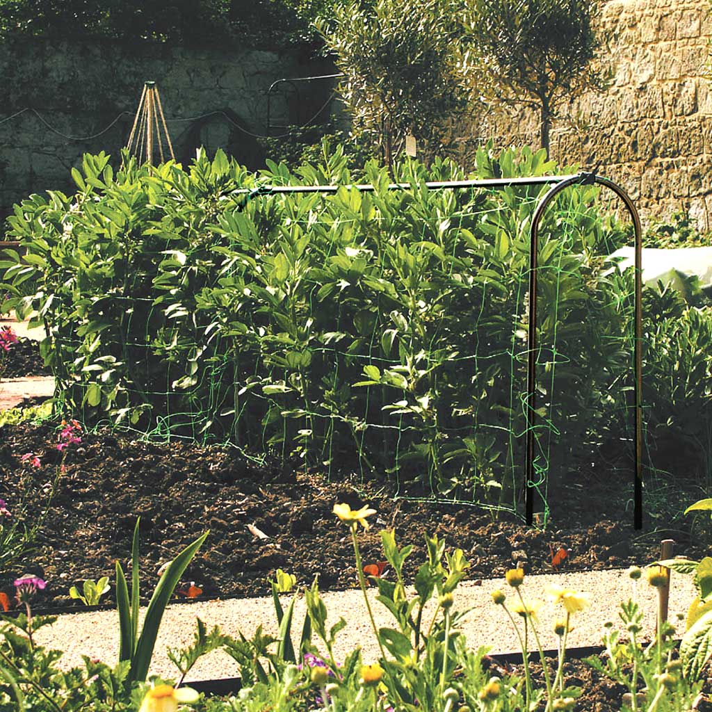 pea and bean hoops in use in a garden 