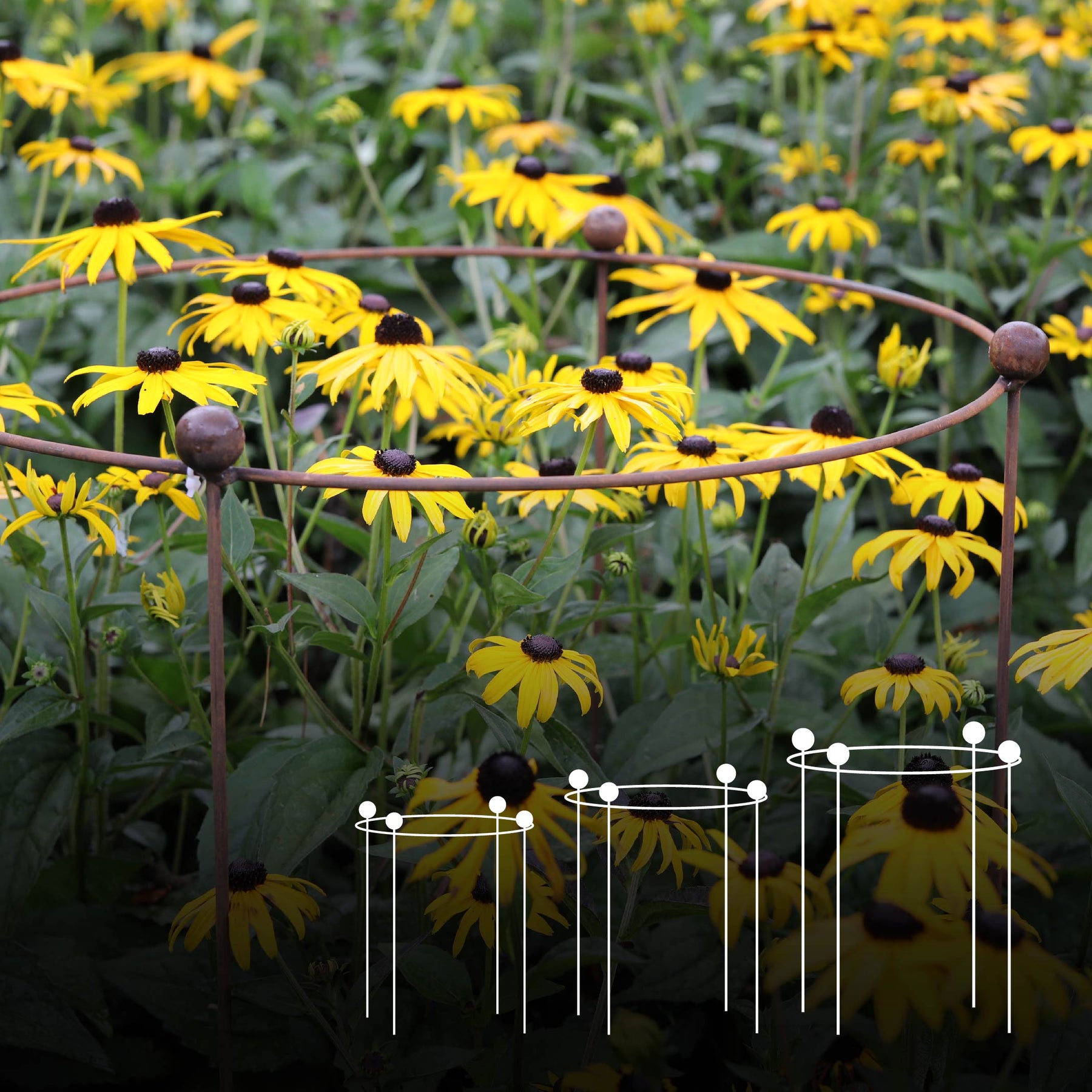 Simple Corn Support Circular Plant Support | Agriframes – Agriframes UK