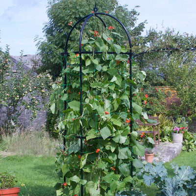 Runner bean tower in use in a garden 
