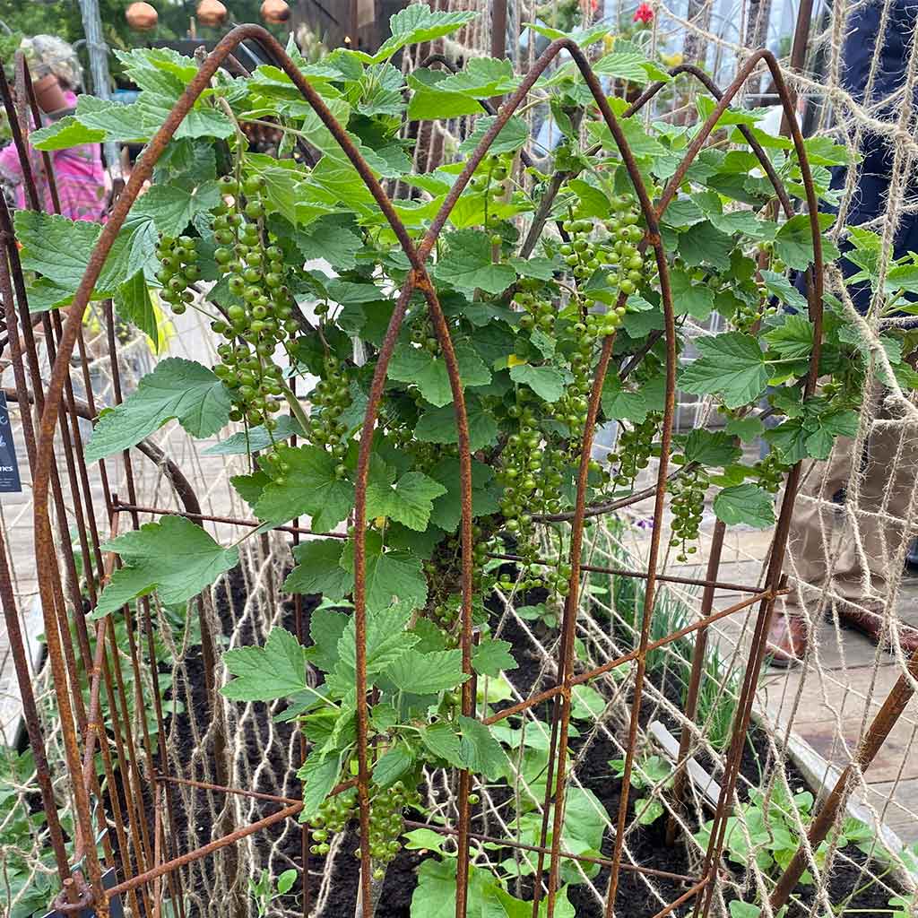 Pea Frame Elegance Pea Frame | Plant Frames And Supports | Agriframes
