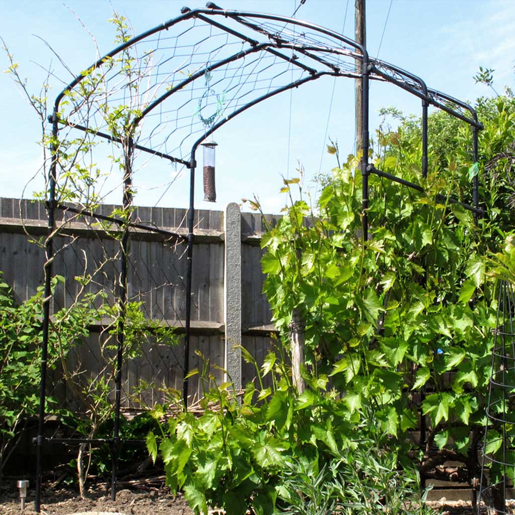 Vine_Arch_side angle- agriframes