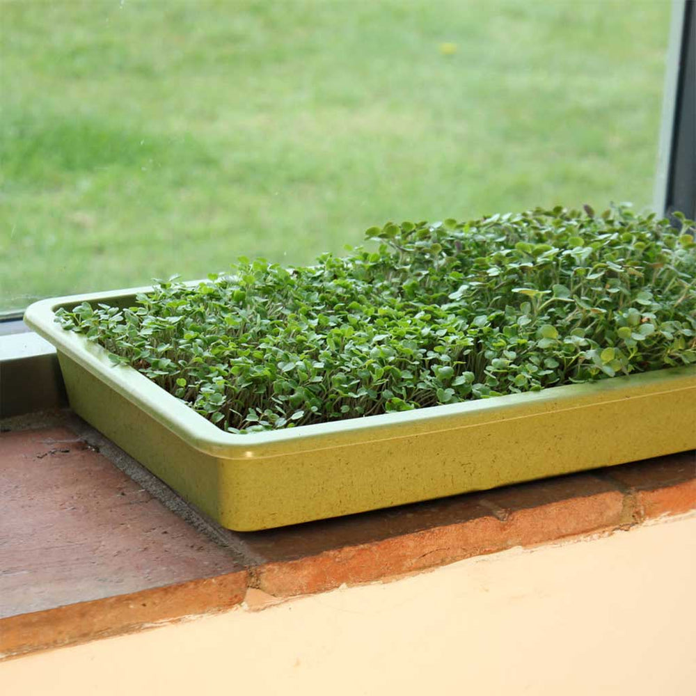 Bamboo Seed Tray in window 